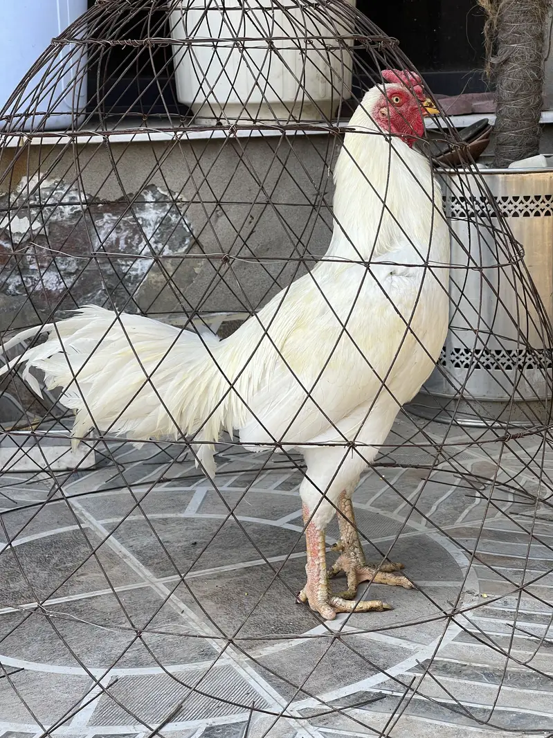 Heera aseel male coco shamo hen — photo 3