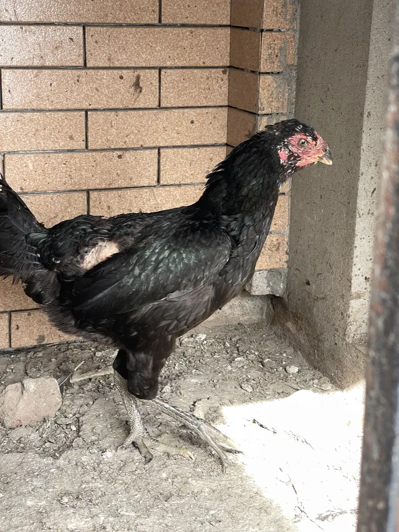Heera aseel male coco shamo hen — photo 4