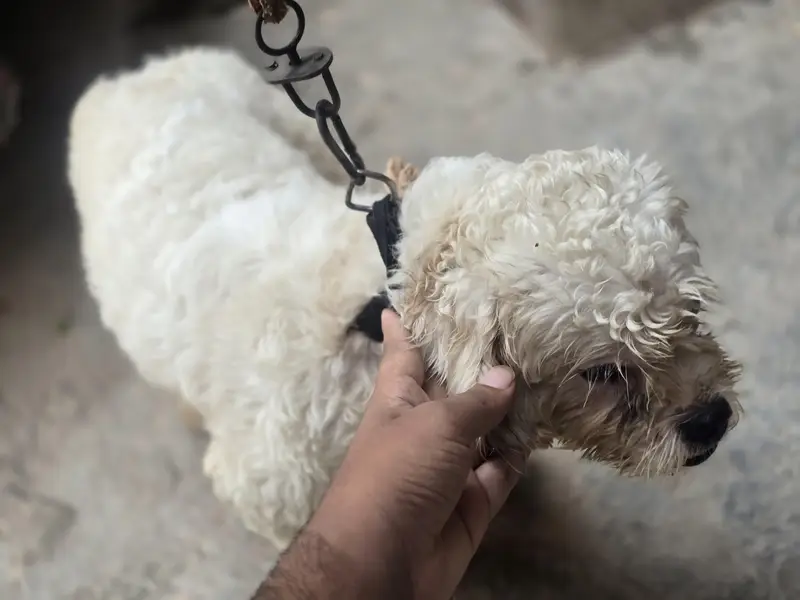 Healthy & Active [poodle crosss] Dog for Sale – Well Trained