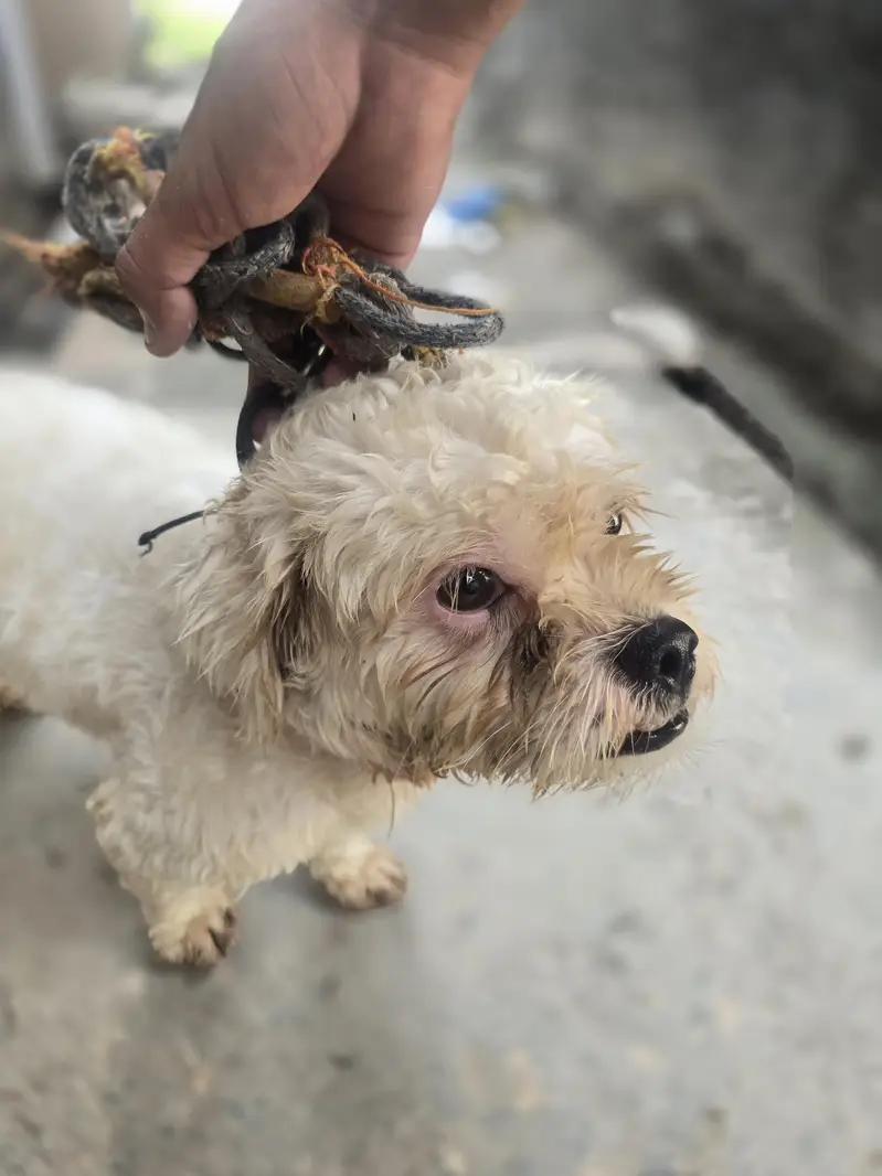 Healthy & Active [poodle crosss] Dog for Sale – Well Trained — photo 2