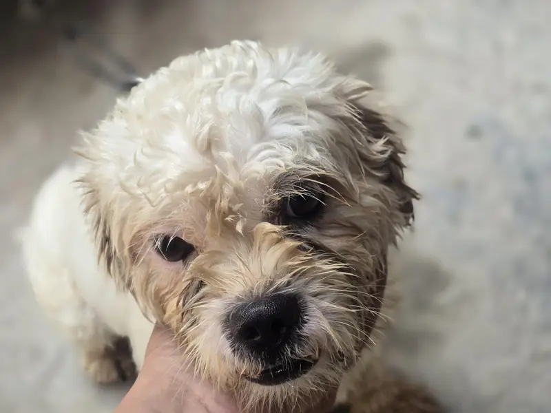 Healthy & Active [poodle crosss] Dog for Sale – Well Trained — photo 3