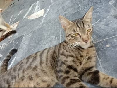 Male cat 10 months old call on 0304//844//6067