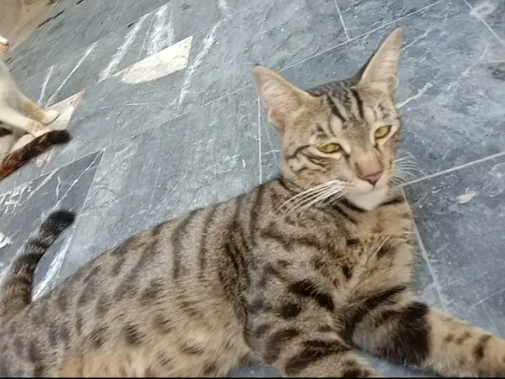 Male cat 10 months old call on 0304//844//6067