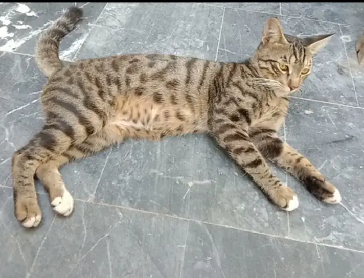 Male cat 10 months old call on 0304//844//6067 — photo 2