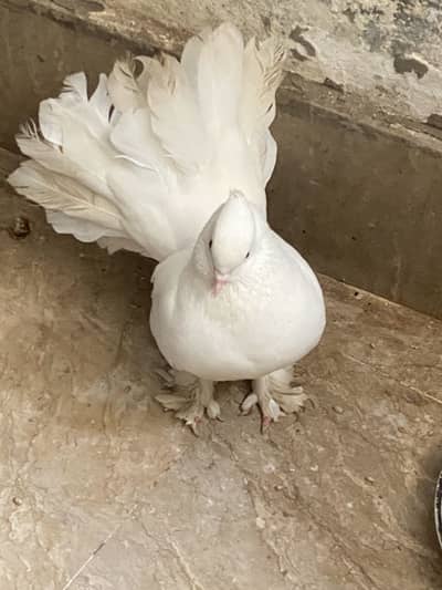 Lucky pegion