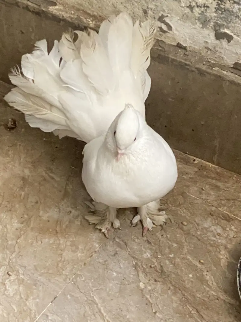 Lucky pegion