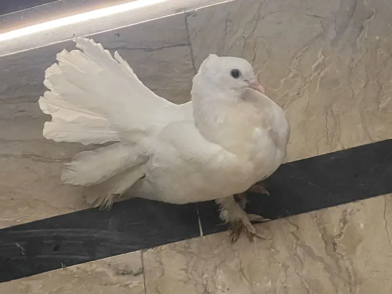 Lucky pegion — photo 4