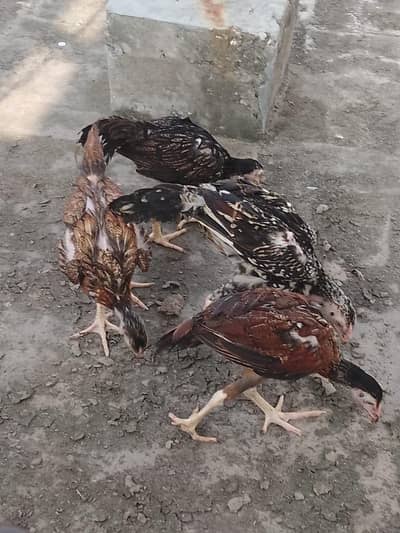 for sale and active or healthy