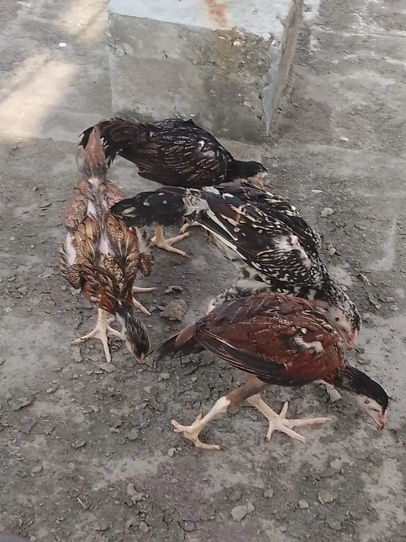 for sale and active or healthy