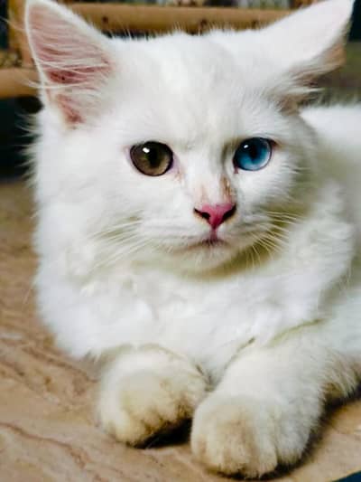 White Persian Kitten – 4 Months Old – Odd Eyes