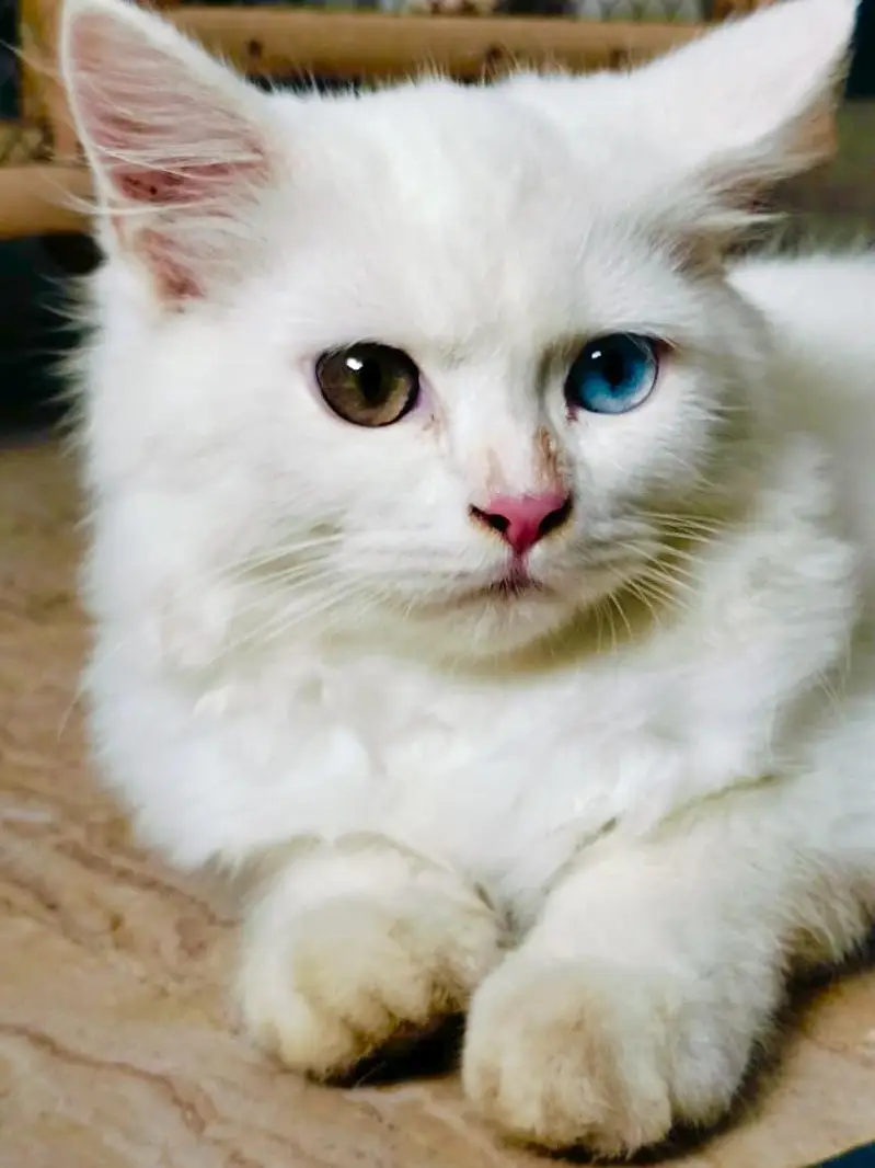 White Persian Kitten – 4 Months Old – Odd Eyes