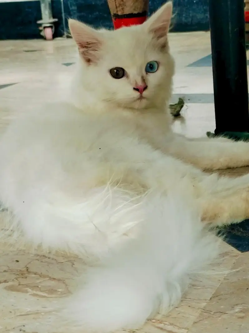White Persian Kitten – 4 Months Old – Odd Eyes — photo 2