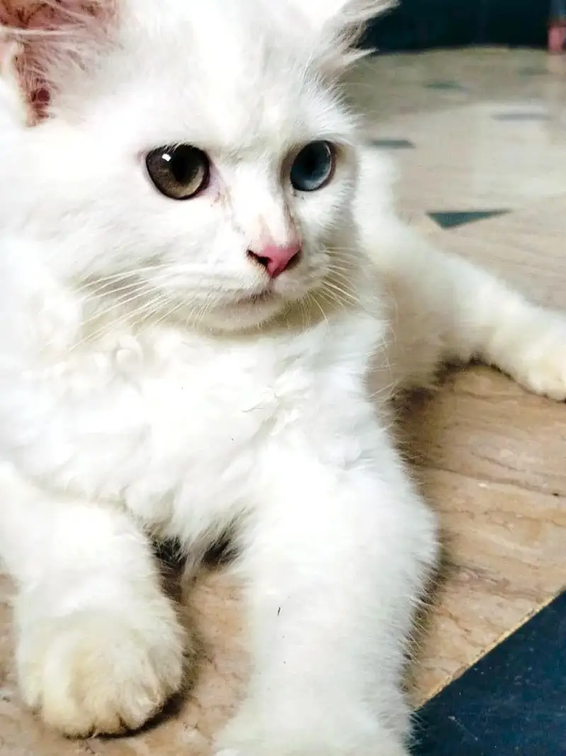 White Persian Kitten – 4 Months Old – Odd Eyes — photo 3