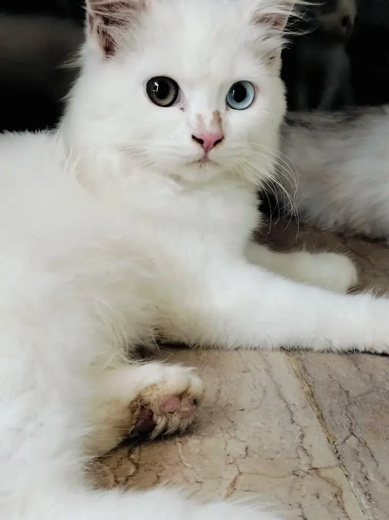White Persian Kitten – 4 Months Old – Odd Eyes — photo 4