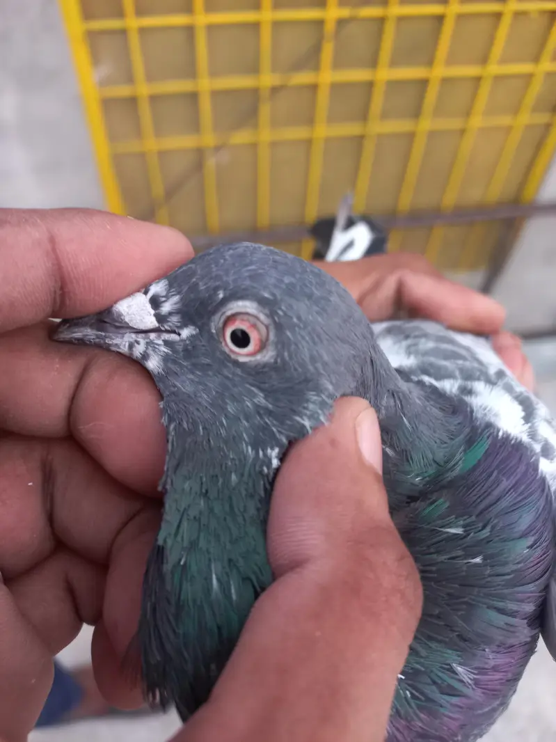 selling pigeons — photo 6