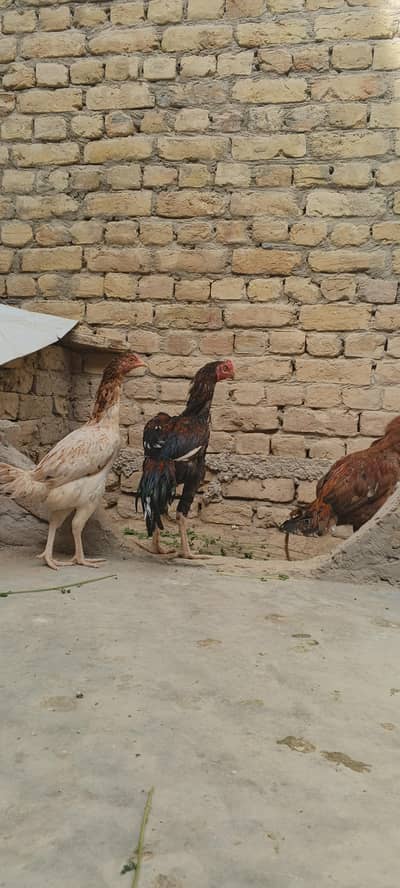 home Care hen's