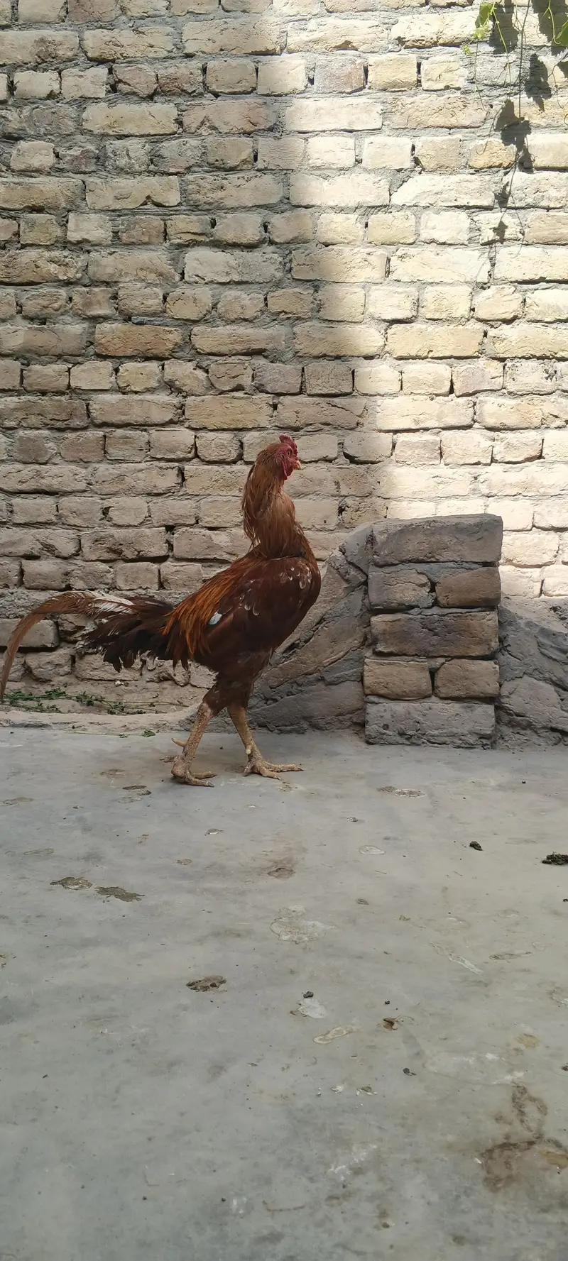 home Care hen's — photo 2