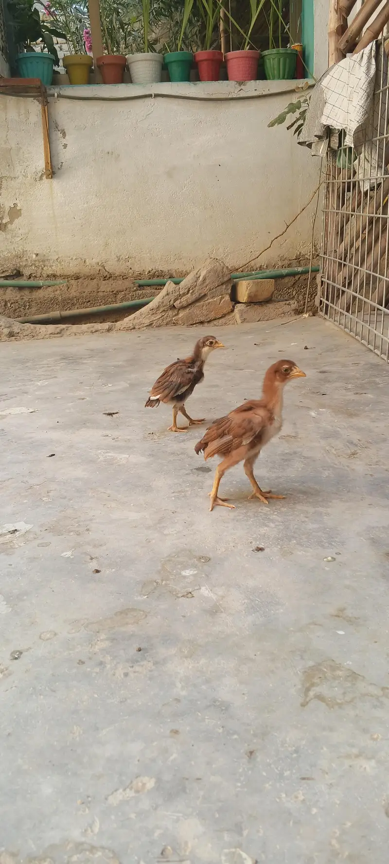 home Care hen's — photo 3