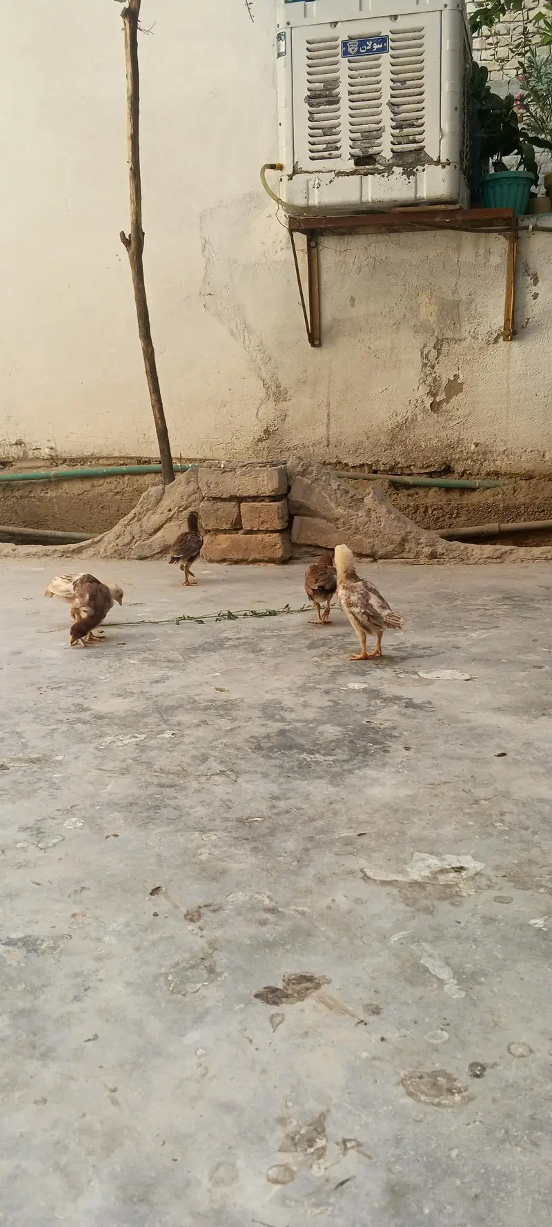 home Care hen's — photo 4