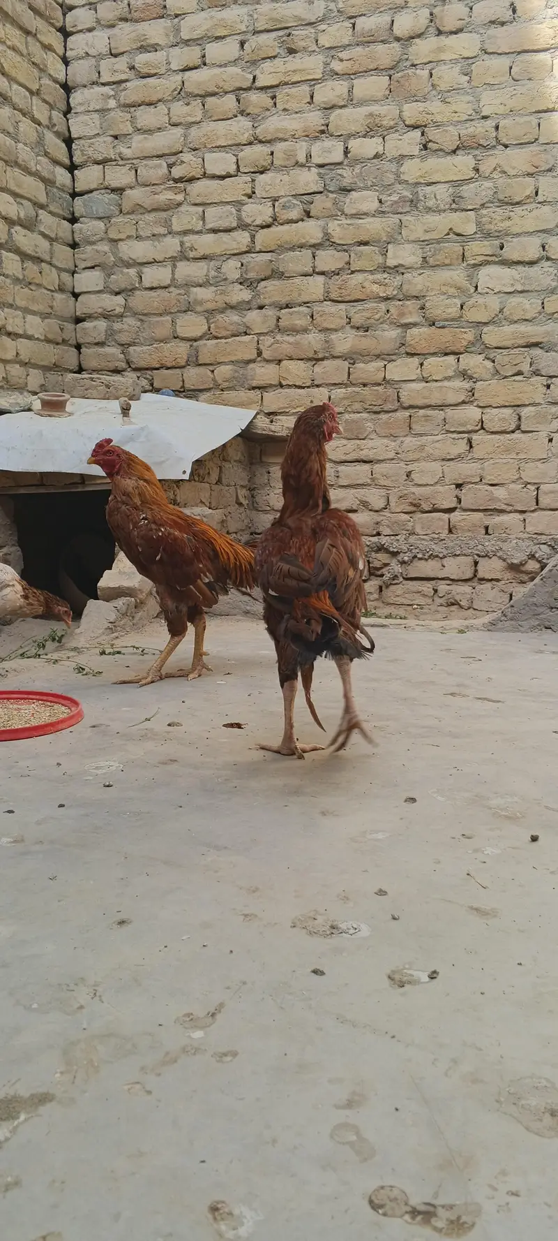 home Care hen's — photo 5