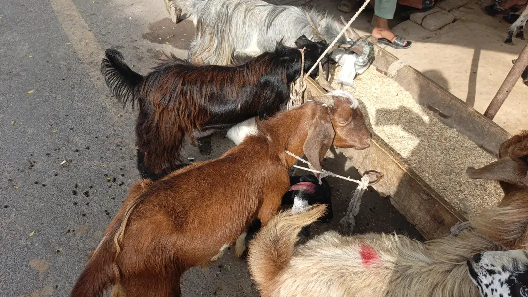 Sadke Aur hakike Ke Liye Bakre — photo 3