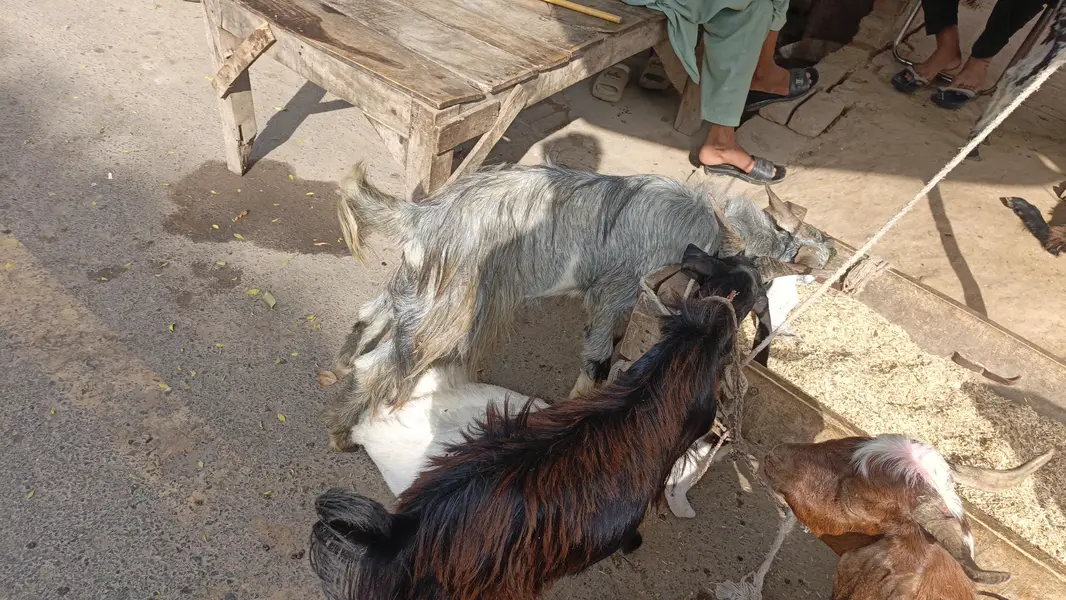 Sadke Aur hakike Ke Liye Bakre — photo 4