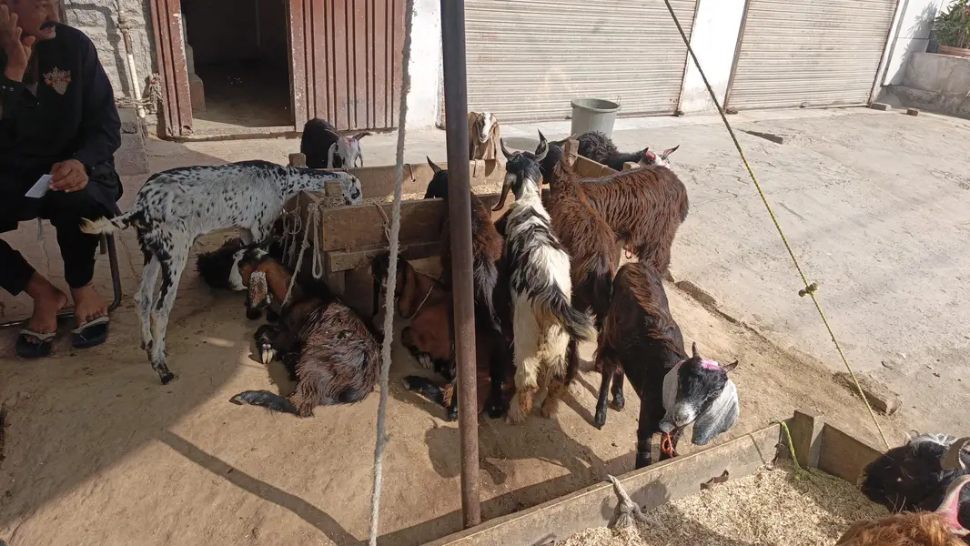 Sadke Aur hakike Ke Liye Bakre — photo 5