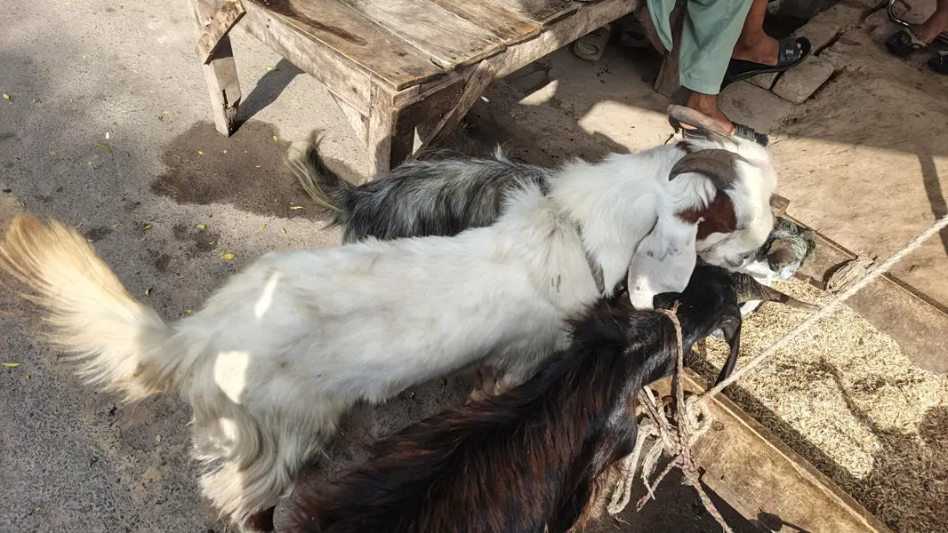 Sadke Aur hakike Ke Liye Bakre — photo 6