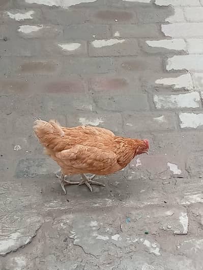 desi hens