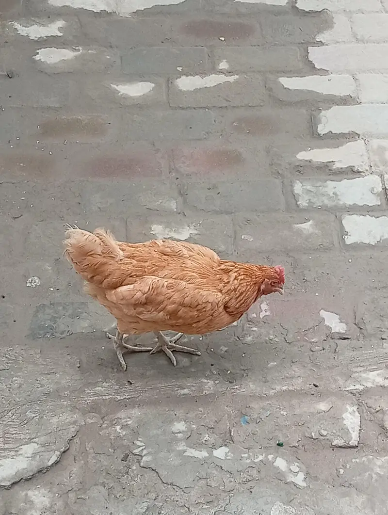 desi hens