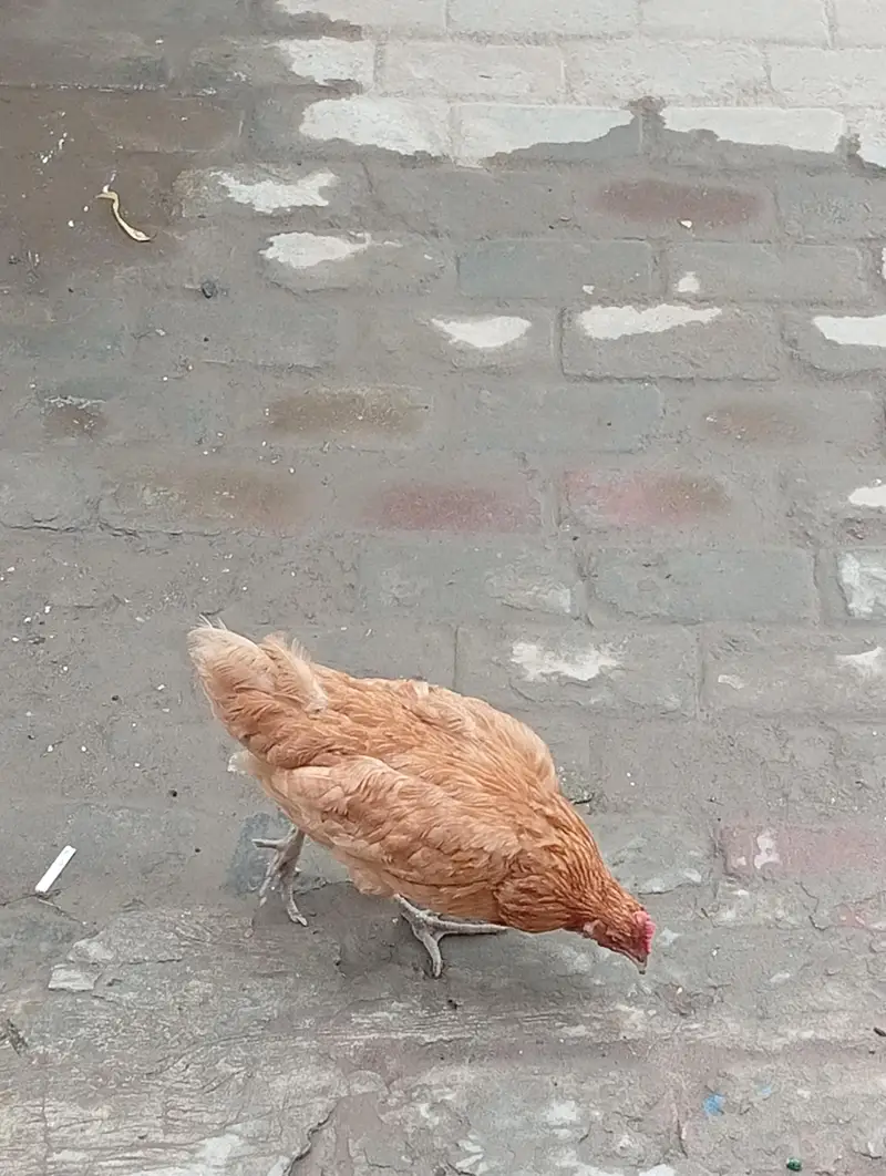 desi hens — photo 2