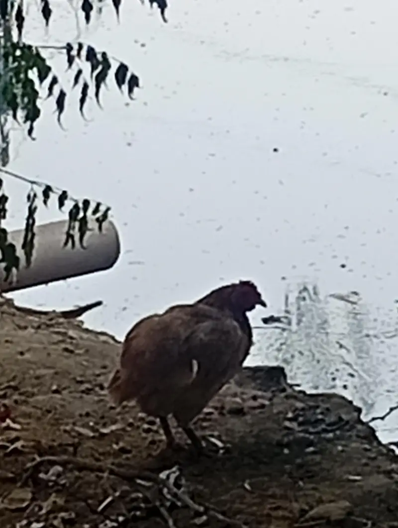desi hens — photo 3