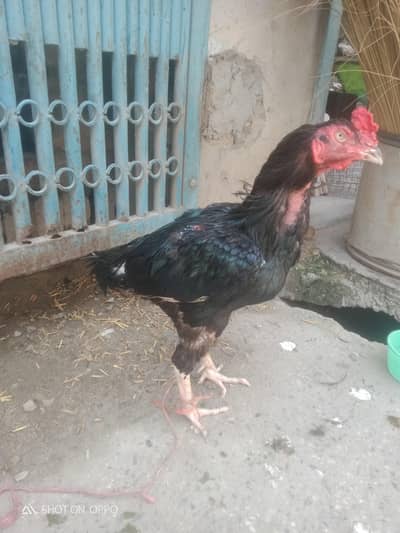jutt black lassani