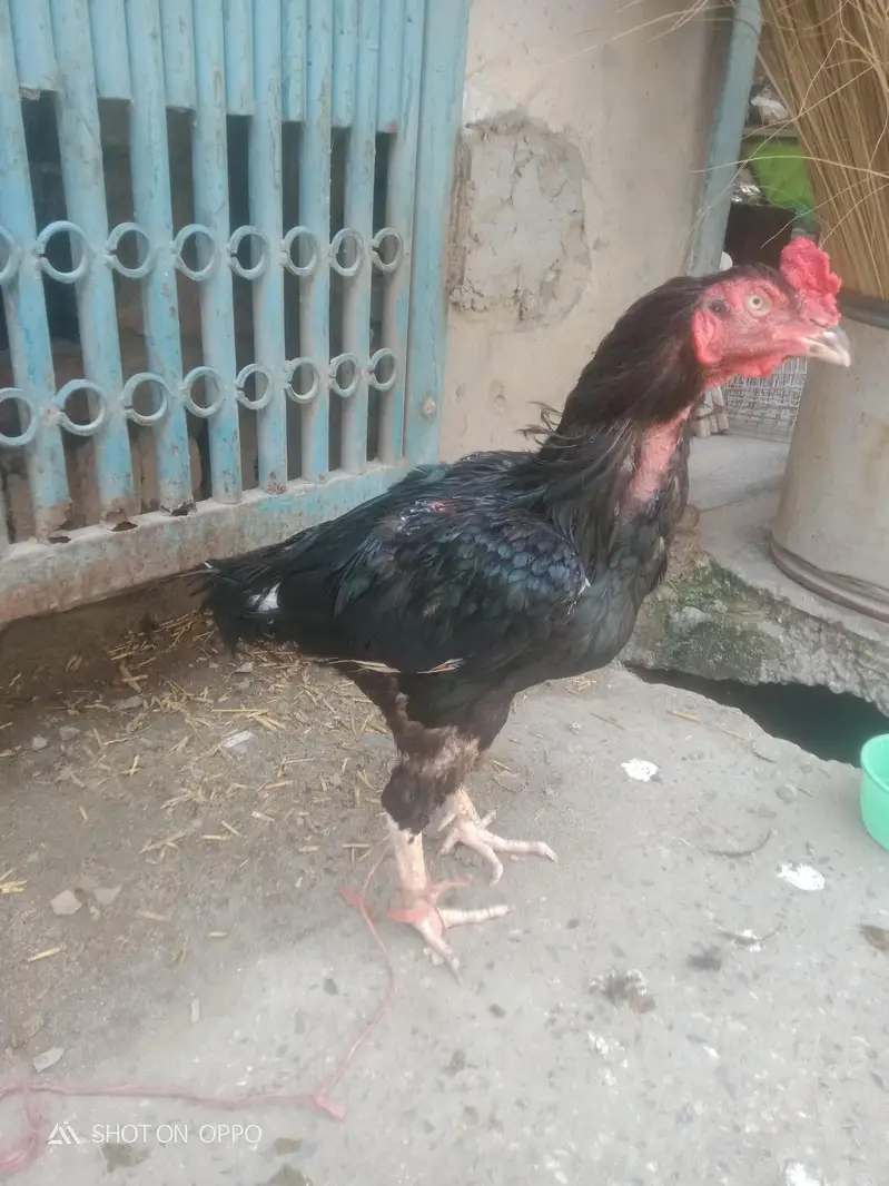 jutt black lassani
