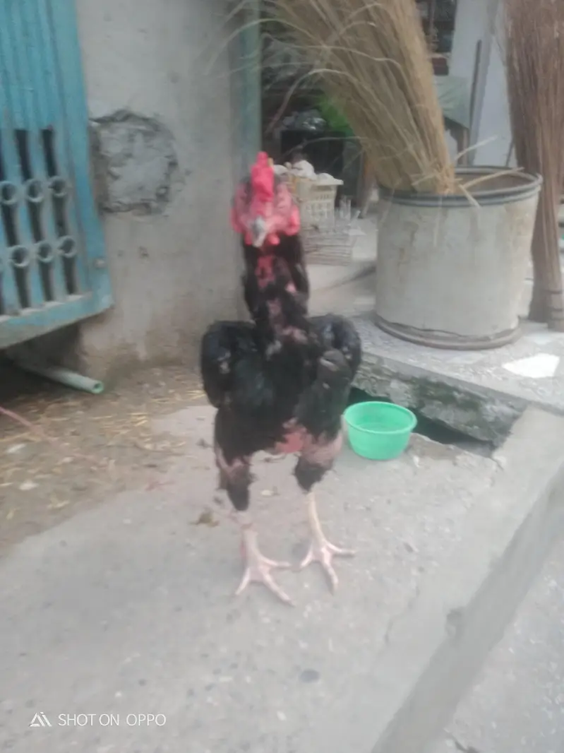 jutt black lassani — photo 3