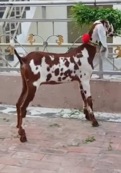 beautiful nagri dabi female path age 5 months