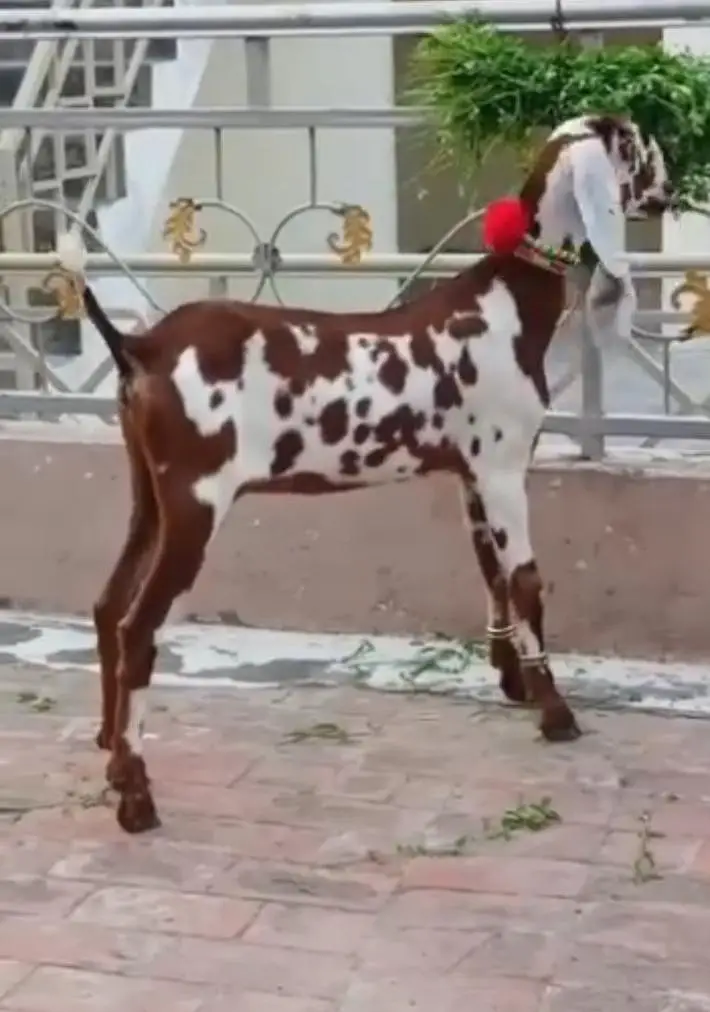 beautiful nagri dabi female path age 5 months