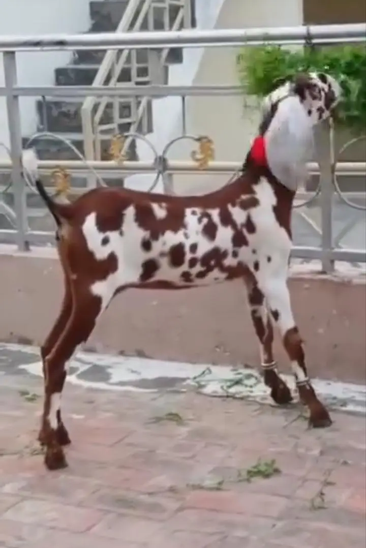 beautiful nagri dabi female path age 5 months — photo 2