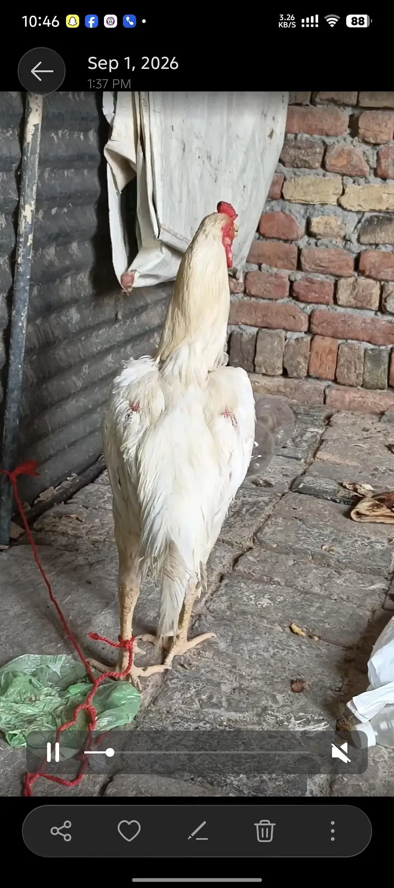 This is Boskhi Colour muskha — photo 2