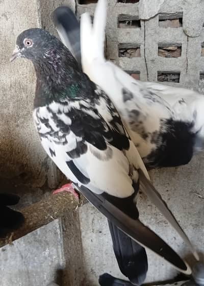Breeder pair