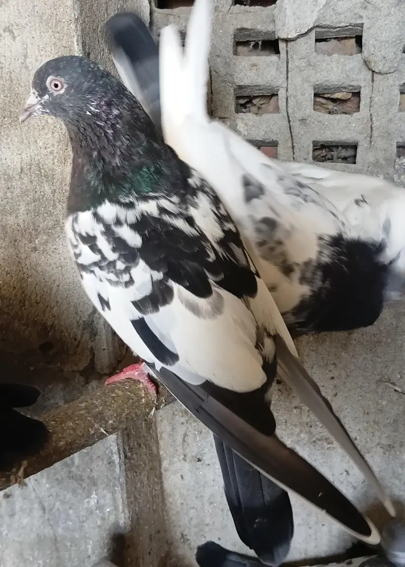 Breeder pairs — photo 2