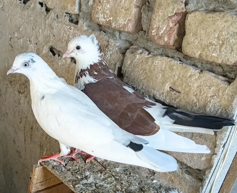 Breeder pairs — photo 3