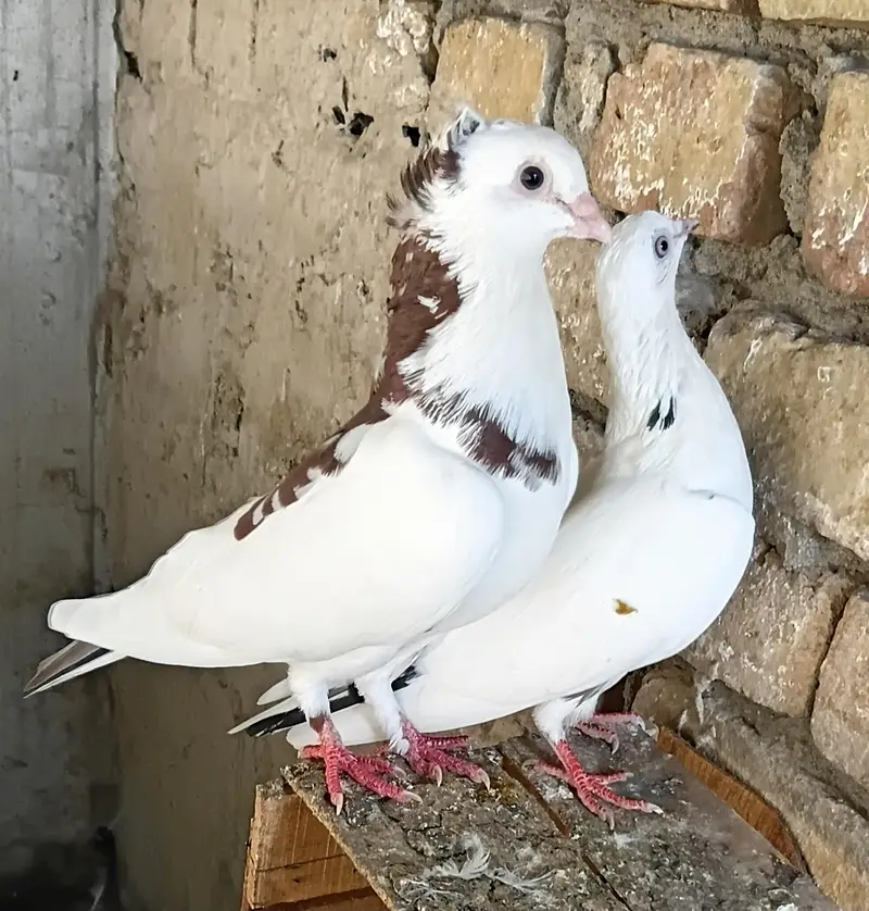 Breeder pairs — photo 4