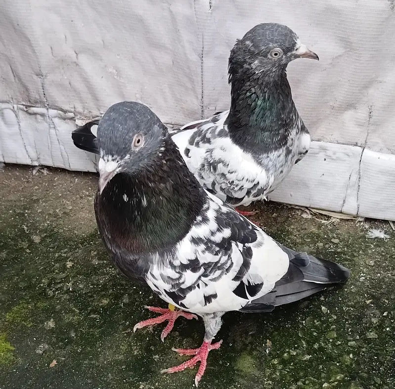 Breeder pairs — photo 6
