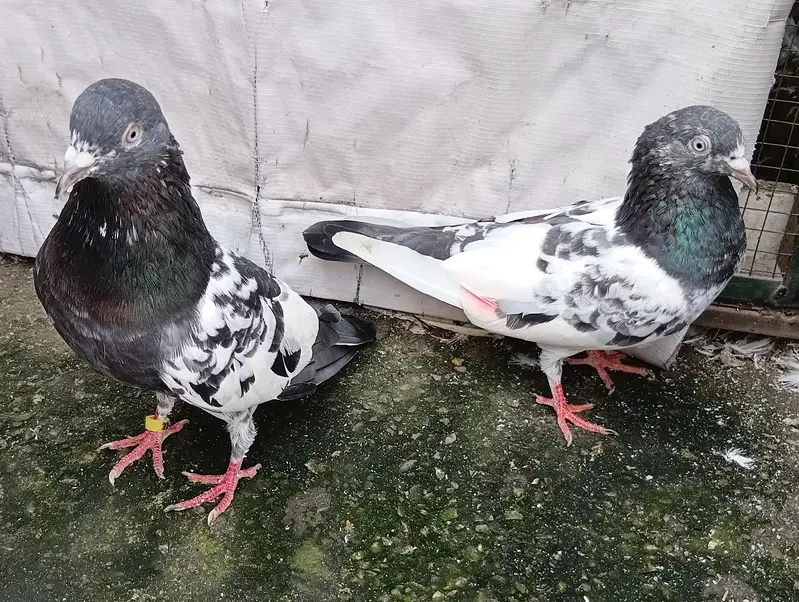 Breeder pairs — photo 7