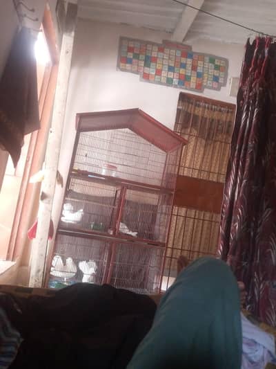 pigeon cage