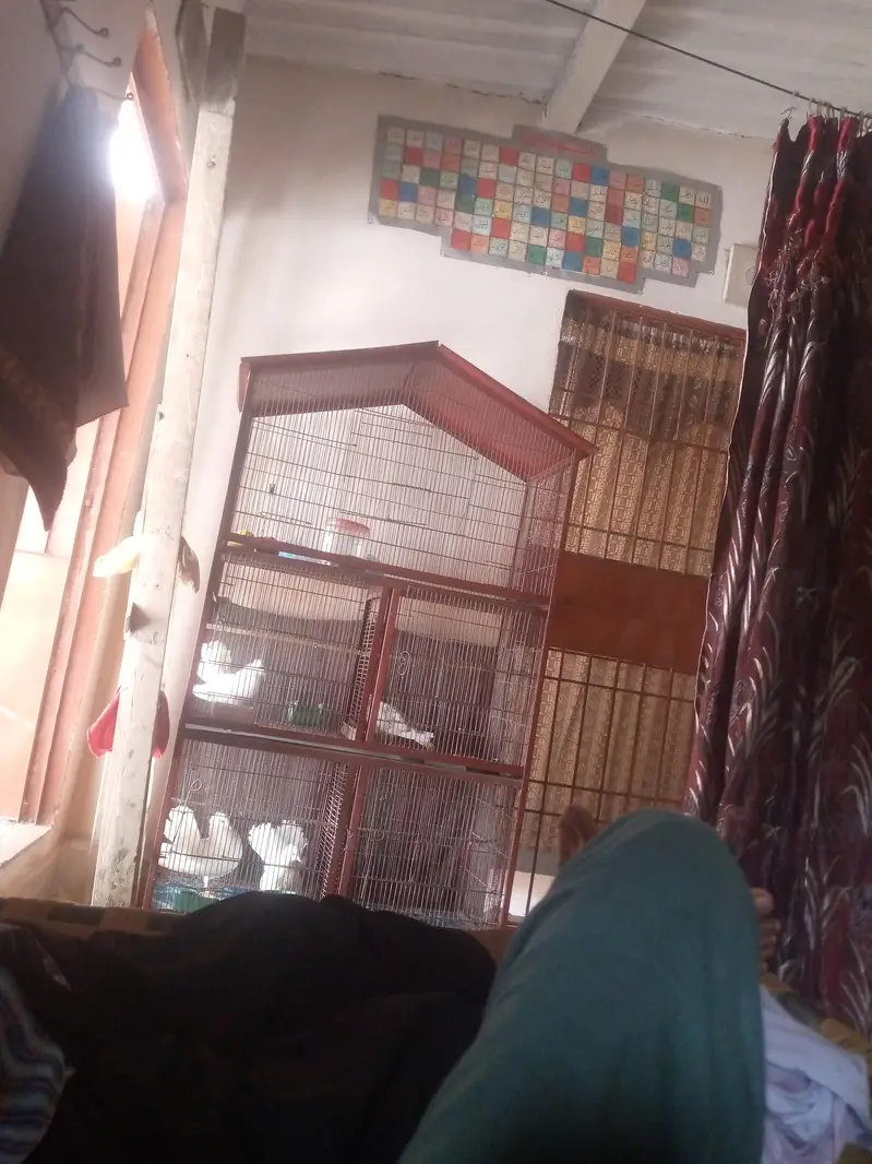 pigeon cage
