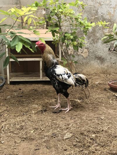 Java Aseel and Desi Murgi with cages.
