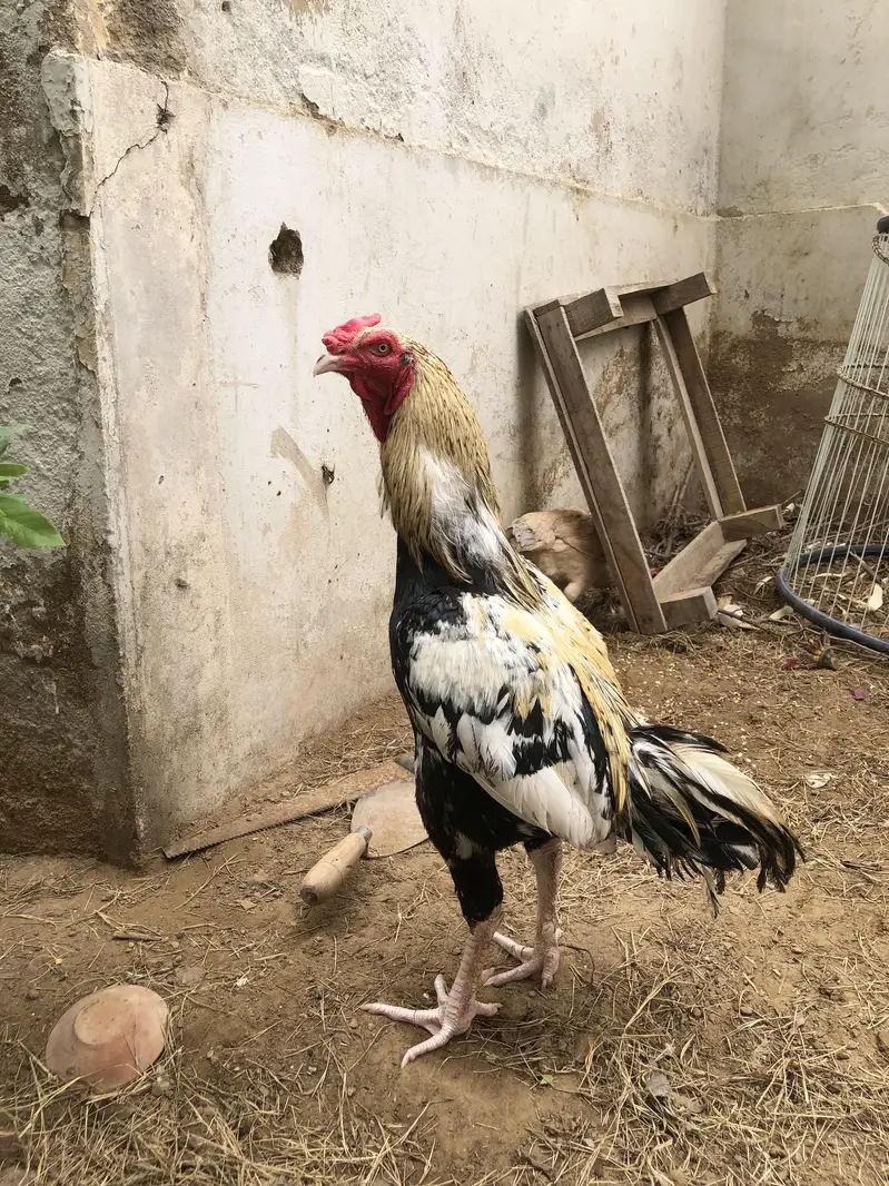 Java Aseel and Desi Murgi with cages. — photo 3