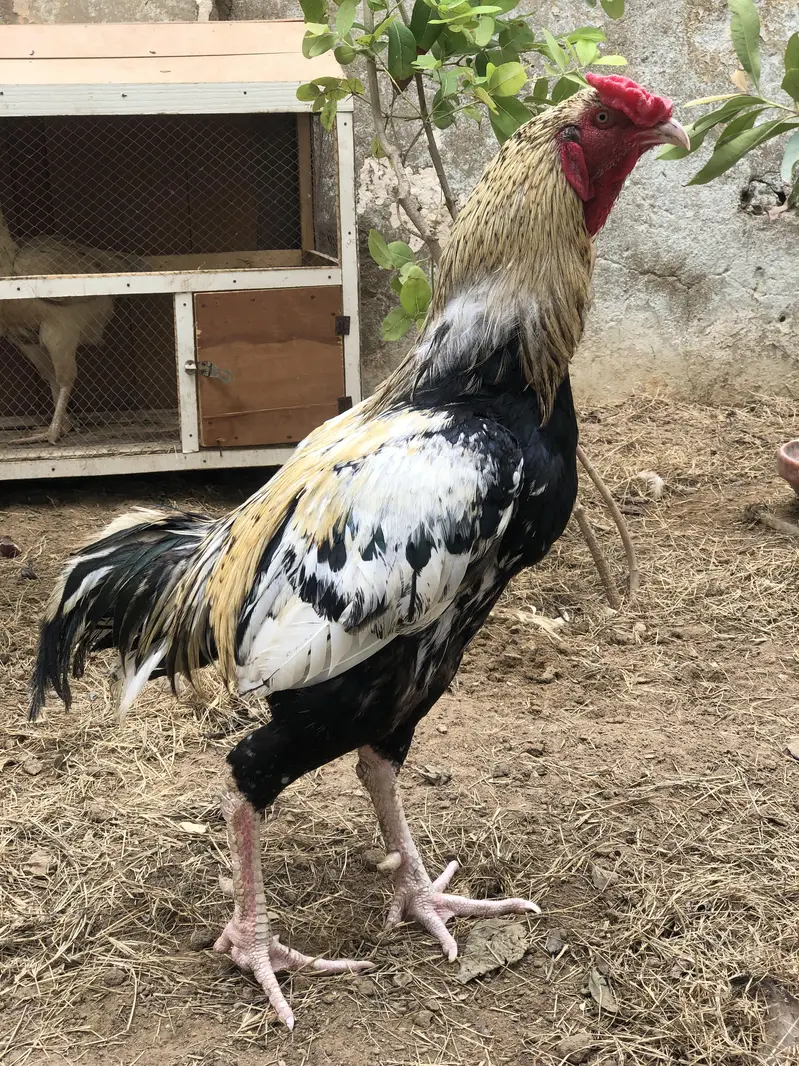 Java Aseel and Desi Murgi with cages. — photo 5